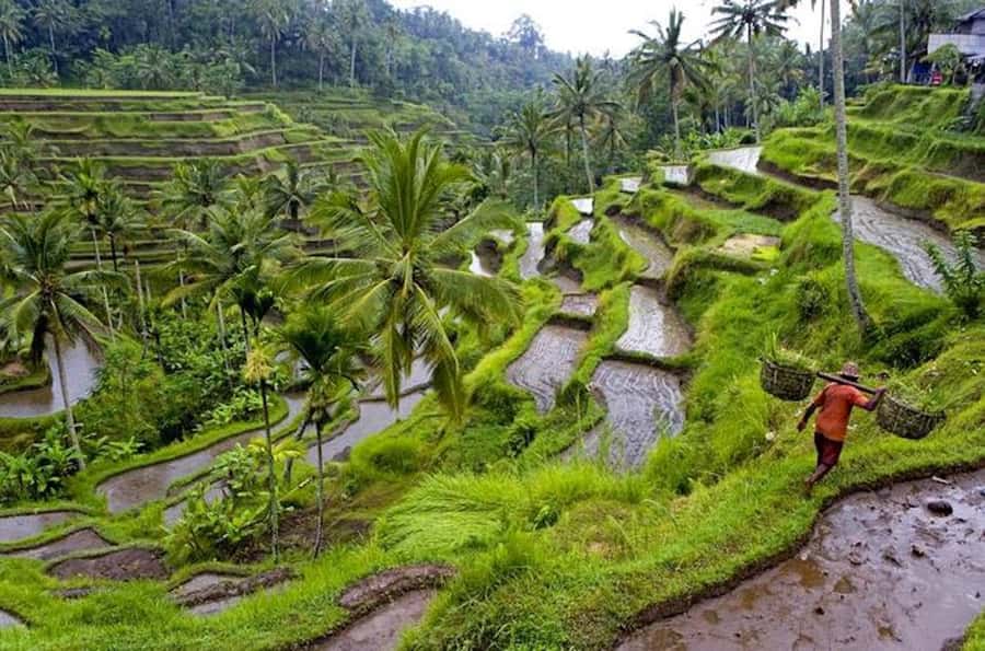 Ubud & Canggu: Rice Terrace, Waterfall & Black Sand Beach - Price and value: what $44 gets you on this route