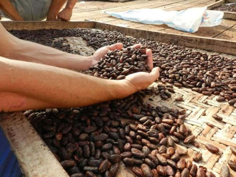 Ubud: Chocolate Workshop, Class & Tasting - The 1-Hour Cocoa Plantation + Chocolate Workshop: What You Really Do