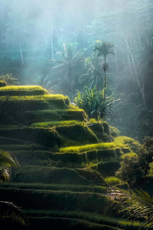 Ubud: Classic Vintage Volkswagen Custom Tour - Tegenungan waterfall and the Uma Anyar option: choose nature energy