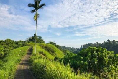 Ubud Countryside Tour: Campuhan Ridge Walk and Rice Terrace - Pickup, Private Guide, and the Pace You’ll Actually Like