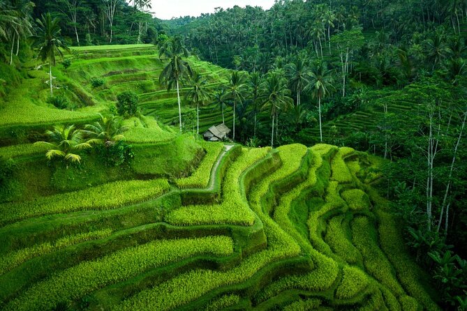 Ubud Countryside Tour: Campuhan Ridge Walk and Rice Terrace - Tegalalang Rice Terraces: Scenic Views and the Donation Detail