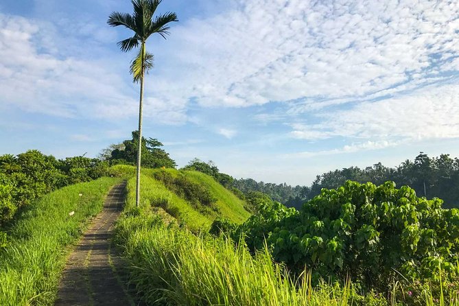 Ubud Countryside Tour: Campuhan Ridge Walk and Rice Terrace - Pickup, Private Guide, and the Pace You’ll Actually Like