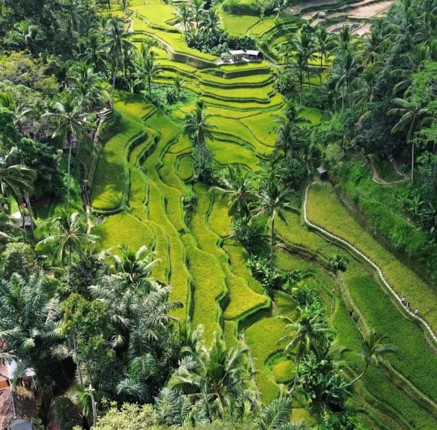 Ubud: Customised private day trip with personal driver - Why a customized private Ubud day beats a fixed circuit