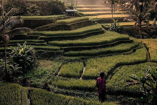 Ubud Customized Full Day Tour - Visit Most favorite In Ubud - Tirta Empul Temple: holy spring water in a working sacred site