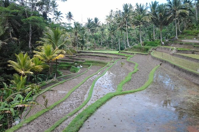 Ubud Customized Private Tour - What Makes the Tour Feel Good: Drivers Who Tailor the Day