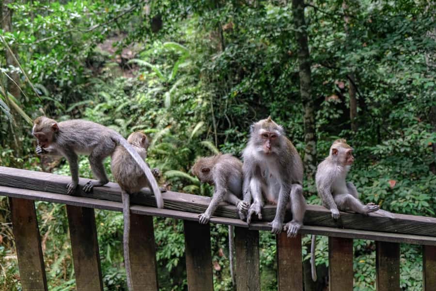Ubud Customized Tour-Ubud Charter - Key Highlights Worth Planning Around