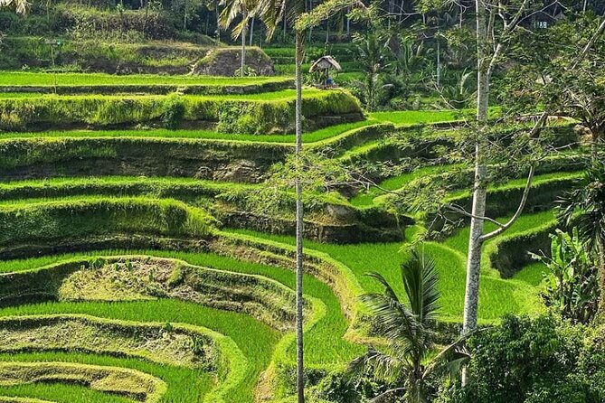 Ubud Day Tour : Waterfall, Temple and Local Night Market Tour - Private, air-conditioned transport that keeps the day calm