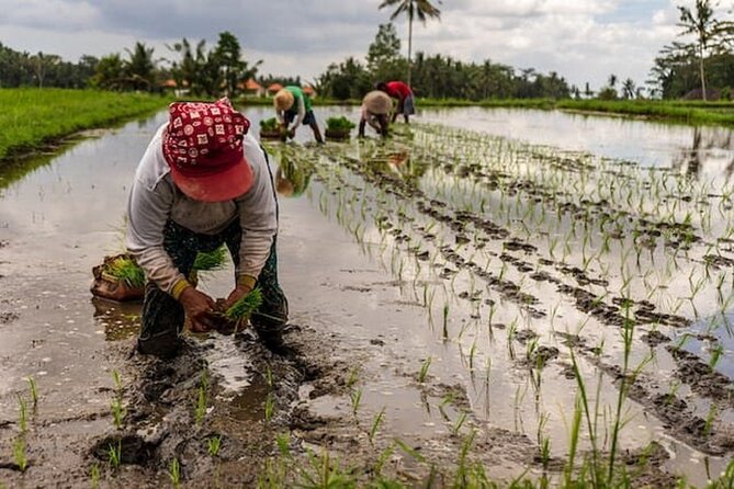 Ubud: Downhill Cycling with Volcano, Rice Terraces and Meal - Small-group pacing: this is where the value really shows