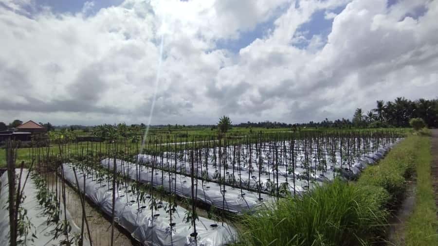 Ubud e-Bike Tour & Whitewater Rafting - Photo Breaks on the Way to Lunch: When to Slow Down