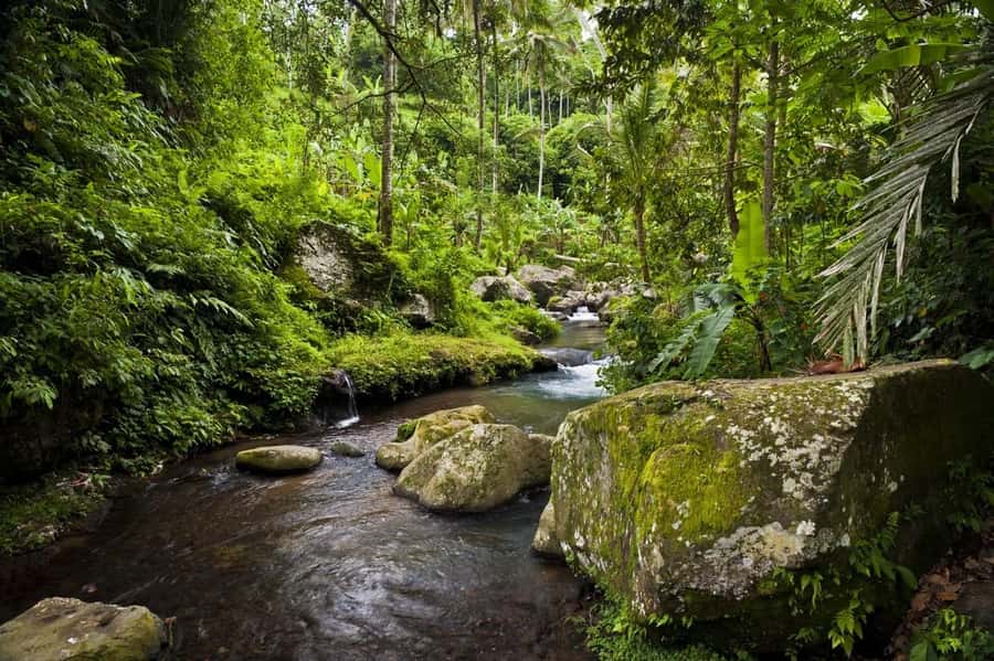 Ubud: Elephant Cave & Pakerisan UNESCO Guided Tour - What the Walking Actually Feels Like (And What Could Trip You Up)