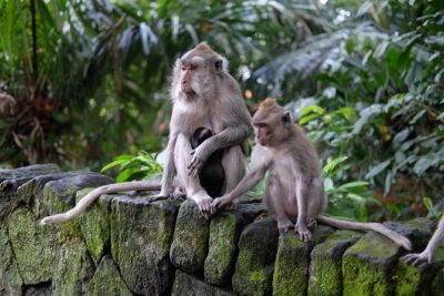 Ubud Experience ; Swing, Waterfalls, Art Market, Rice Terrace - Key Things You’ll Notice on This Ubud Day