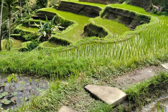 Ubud Explorer Private Day Tour - Stop 4: Tegalalang Rice Terrace viewpoints and farming perspective