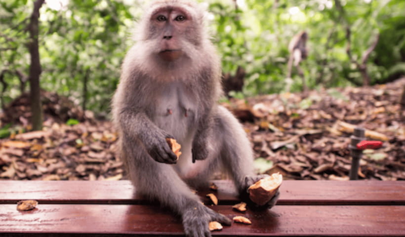 Ubud Full Day Private Tour with All Inclusive - Key things I’d zero in on
