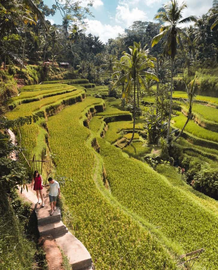 Ubud: Full-Day Rice Terrace, Monkey Forest & Waterfall - Key Things That Make This Ubud Day Work