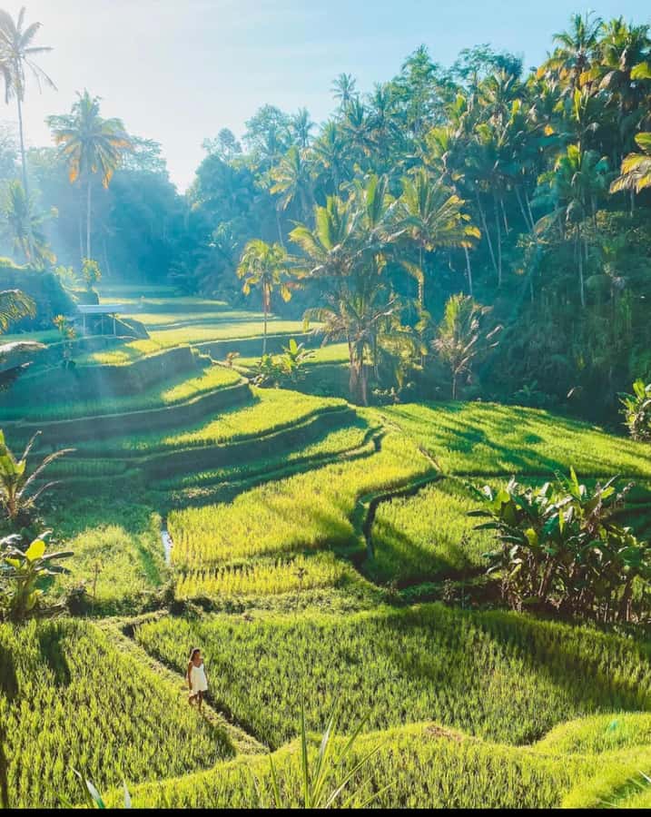 Ubud: Full-Day Rice Terrace, Monkey Forest & Waterfall - How This Full-Day Route Keeps Ubud Feeling Manageable
