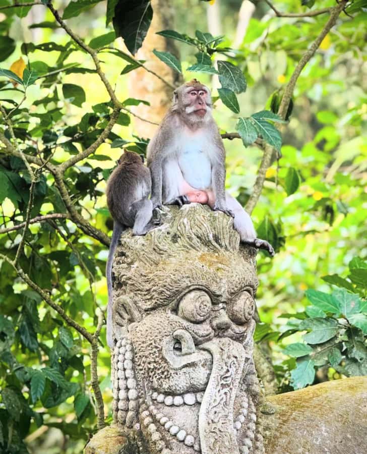 Ubud: Full-Day Rice Terrace, Monkey Forest & Waterfall - Segara Windhu Coffee Plantation: Tastings With Context