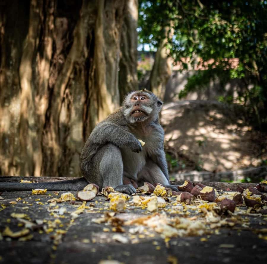 Ubud: Full-Day Rice Terrace, Monkey Forest & Waterfall - Sacred Monkey Forest Sanctuary: What to Watch For Around the Macaques