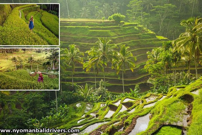 Ubud Full Day Tour - Key Highlights at a Glance