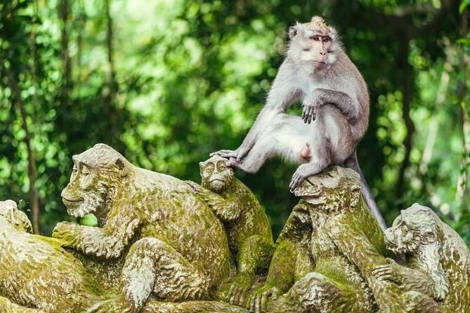 Ubud Full Day Tour Waterfall Monkey Forest Rice Terrace - Sacred Monkey Forest Sanctuary: How to Enjoy It Without Getting the Hiccups