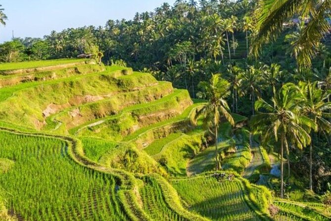 Ubud Full Day Tour Waterfall Monkey Forest Rice Terrace - Your Driver Makes the Day: Clear Explanations and Flexible Timing