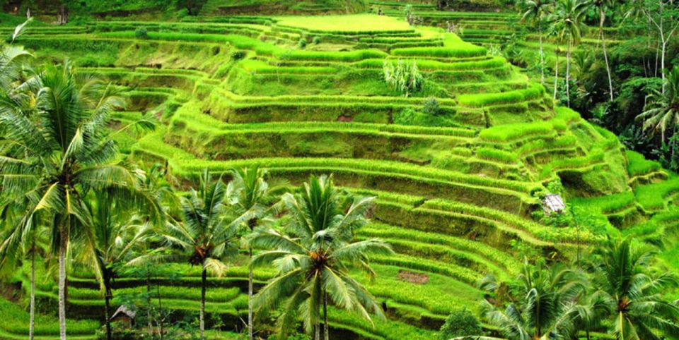 Ubud Full Day Tour with Private Car - Price and Value: Why $51 Can Make Sense Here