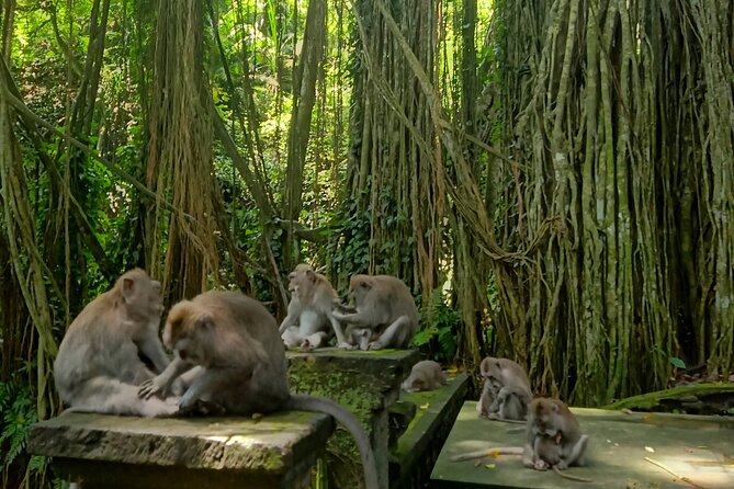 Ubud Guided Tour Monkey Forest, Waterfall, Temple & Rice Terrace. - Why a private Ubud highlights loop makes sense