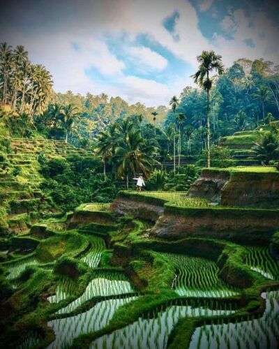 Ubud: Hidden Waterfall, Monkey Forest, Rice Terrace & Swing - Sacred Monkey Forest Sanctuary: About 1260 Monkeys in a Real Jungle Setting