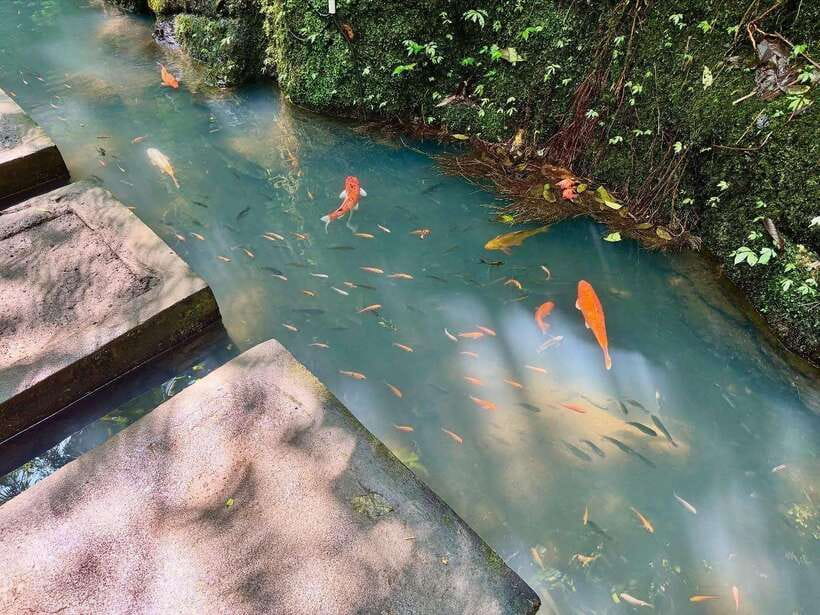 Ubud: Hidden Waterfall, Monkey Forest, Rice Terrace & Swing - Tegallalang Rice Terraces: Irrigation Lessons That Make the View Click