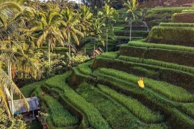 Ubud Hidden Waterfalls and Rice Terrace Tours - Lunch at Waroeng D’Yoni: local set menu with a practical break