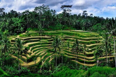 Ubud Highlight Private Charter with Jungle Swing - Stop 1: Sacred Monkey Forest Sanctuary, macaques and temple lanes