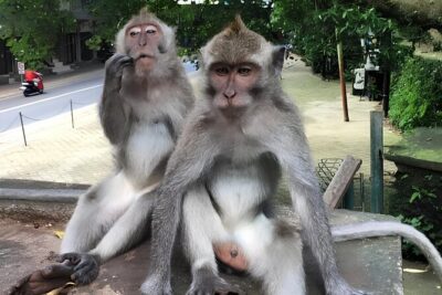 Ubud Highlights Rice Terraces, Temple, Waterfall & Monkeys forest - Tegalalang Rice Terrace: classic views, built-in photo stops