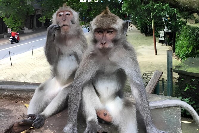 Ubud Highlights Rice Terraces, Temple, Waterfall & Monkeys forest - Tegalalang Rice Terrace: classic views, built-in photo stops