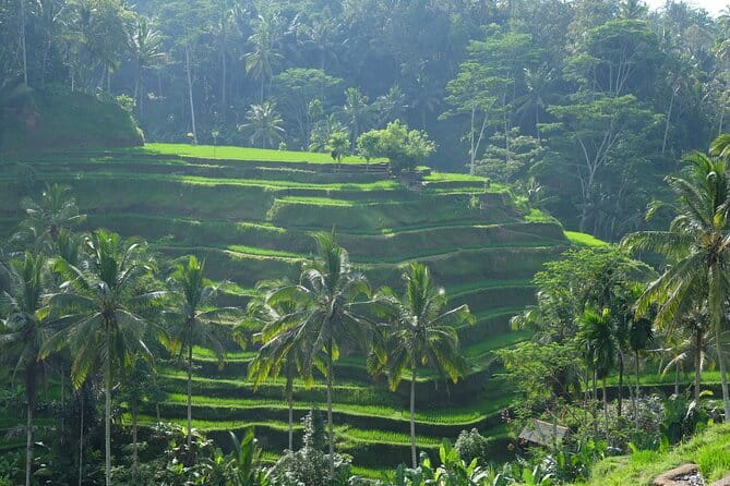 Ubud Highlights Tour ( Private All-Inclusive ) - What You’ll Learn (Without Turning It Into Homework)