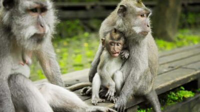 Ubud: Highlights Tour with Soul Purification at Tirta Empul - Monkey Forest Sanctuary: nature first, temples second