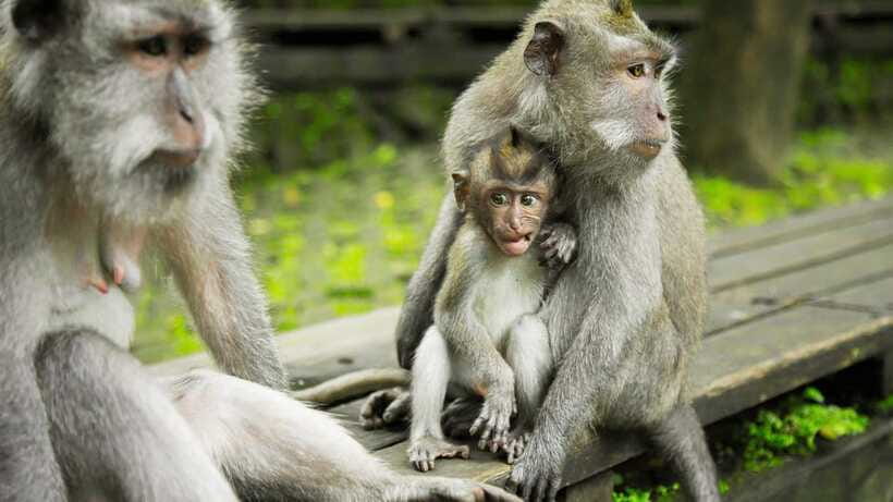 Ubud: Highlights Tour with Soul Purification at Tirta Empul - Guide quality is the difference between a tour and a day