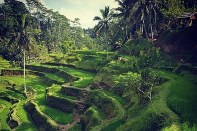 Ubud iconic waterfall and temple tours - Tegalalang Rice Terrace: more than a view stop