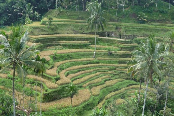 Ubud Kintamani Tour - From Seminyak to the Highlands: Why This Route Feels Smart