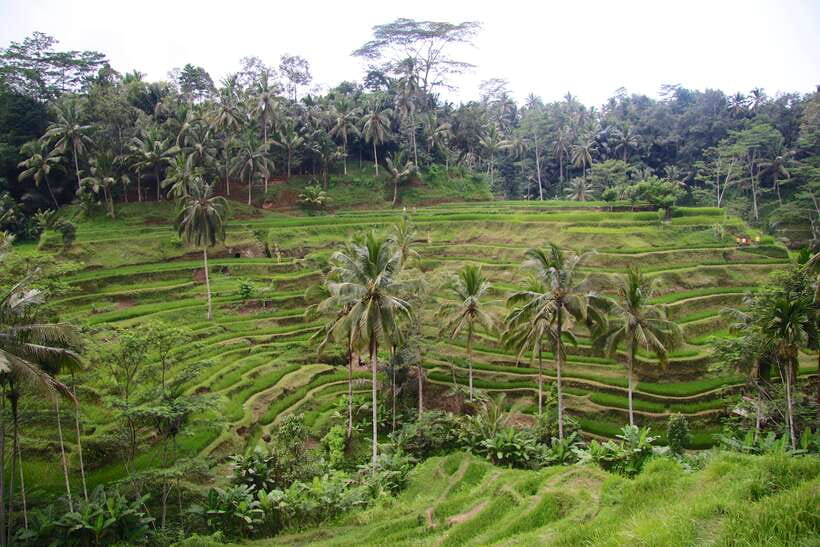Ubud: Monkey Forest and Rice Terrace Private Tour - Market time in central Ubud: flexible, low-pressure walking