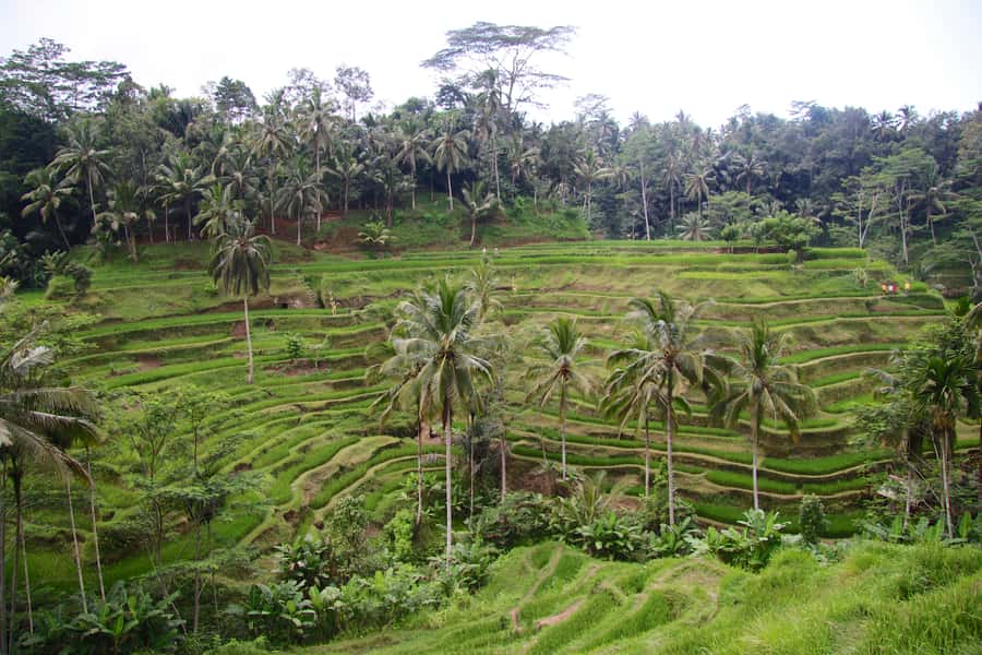 Ubud: Monkey Forest and Rice Terrace Private Tour - The guide makes it: names you’ll want to watch for