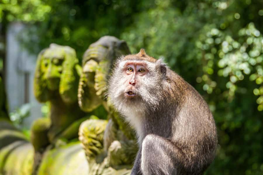 Ubud: Monkey Forest and Rice Terrace Private Tour - Sacred Monkey Forest: what “God’s Guard” looks like in real life