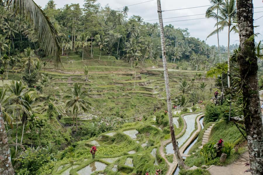 Ubud: Monkey Forest, Ceking Rice Terraces and More– Full Day - Key things I’d circle on your plan