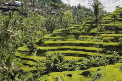 Ubud Monkey Forest, Rice Terrace & Tirta Empul Temple Tour - Tirta Empul Temple: water purification and temple etiquette