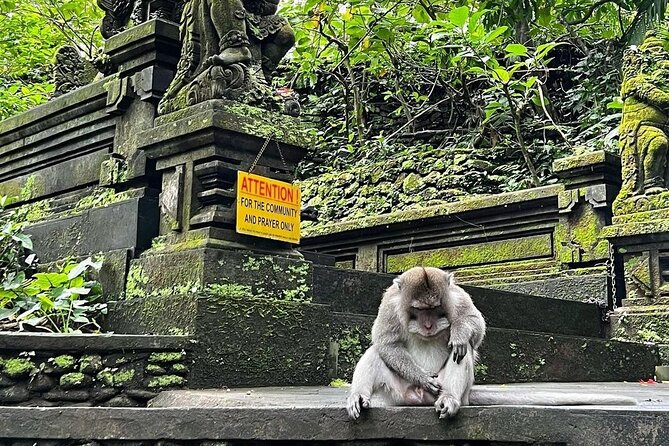Ubud Monkey Forest, Rice Terrace & Tirta Empul Temple Tour - Who this tour fits best (and who might not)