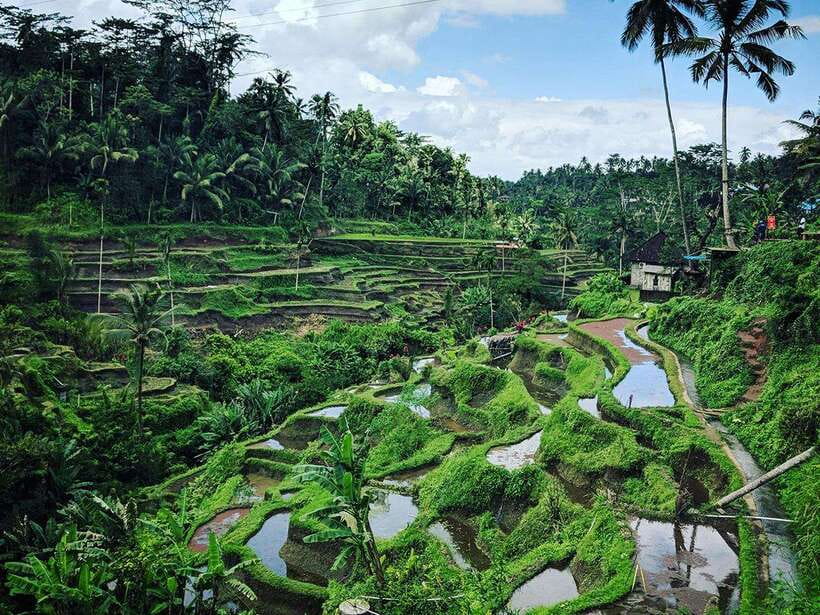 Ubud : Monkey Forest, Rice Terrace, Waterfall / Private Tour - Key highlights I’d plan around