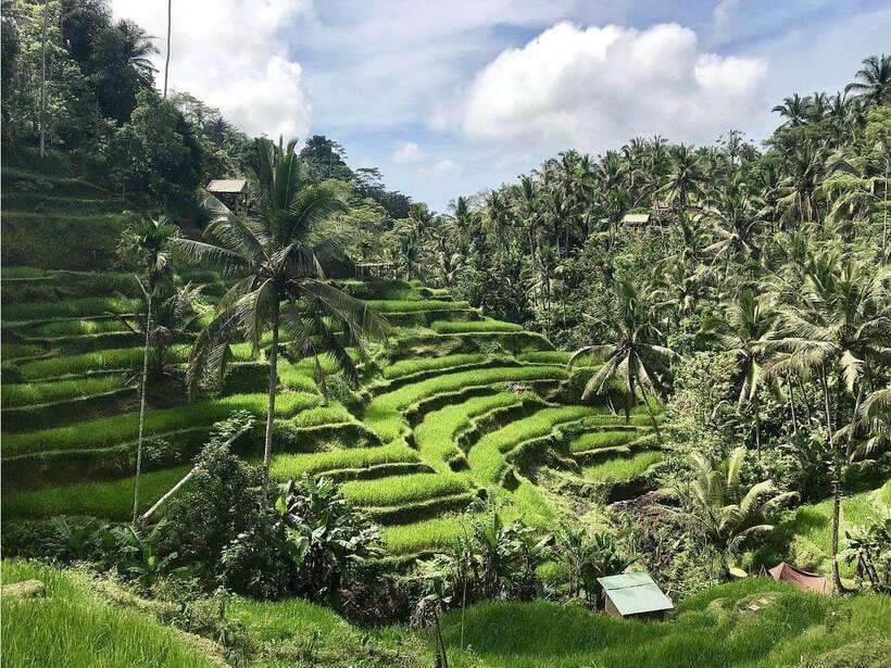 Ubud : Monkey Forest, Rice Terrace, Waterfall / Private Tour - Monkey Forest and Ubud Palace: temples, carvings, and real Ubud energy