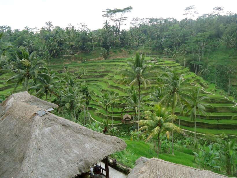 Ubud : Monkey Forest, Rice Terrace, Waterfall / Private Tour - Who this Ubud private day suits best