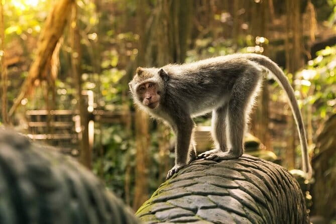 Ubud: Monkey Forest, Rice Terraces and Jungle Swing Tour - Key things to know before you go