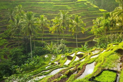 Ubud: Monkey Forest, Rice Terraces and Jungle Swing Tour - Planning the ride: pickup area, A/C comfort, and the 8–10 hour rhythm
