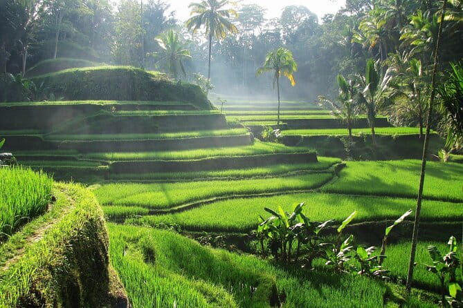 Ubud: Monkey Forest, Rice Terraces and Jungle Swing Tour - Happy Swing Bali: the jungle swing, the staff, and picture-first planning