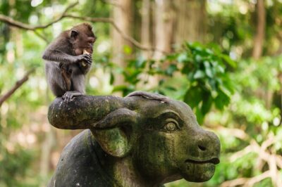 Ubud: Monkey Forest, Rice Terraces & Sacred Temples - Value for $69: What You’re Paying For